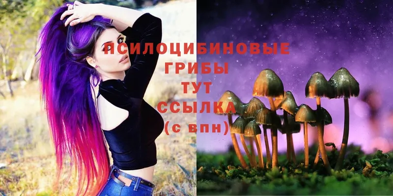 Галлюциногенные грибы Cubensis  Борзя 